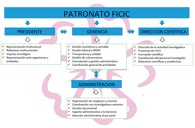 Organigrama Fundación del Cáncer